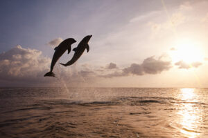 Bottlenose dolphins leaping from sea at sunset